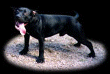 Clemmon's Black Rock