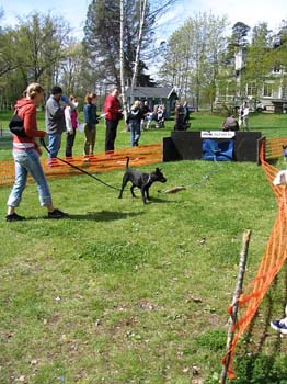 Kevatkinkerit 036