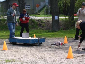 Kevatkinkerit 084