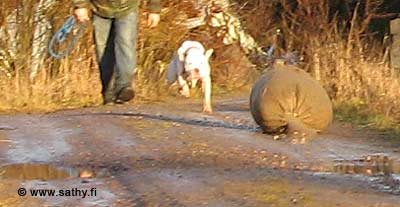 Amerikanbulldoggi työn touhussa. American Bulldog Working!