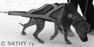 Weight pulling is one of a heck dog sport. More info www.sathy.fi
